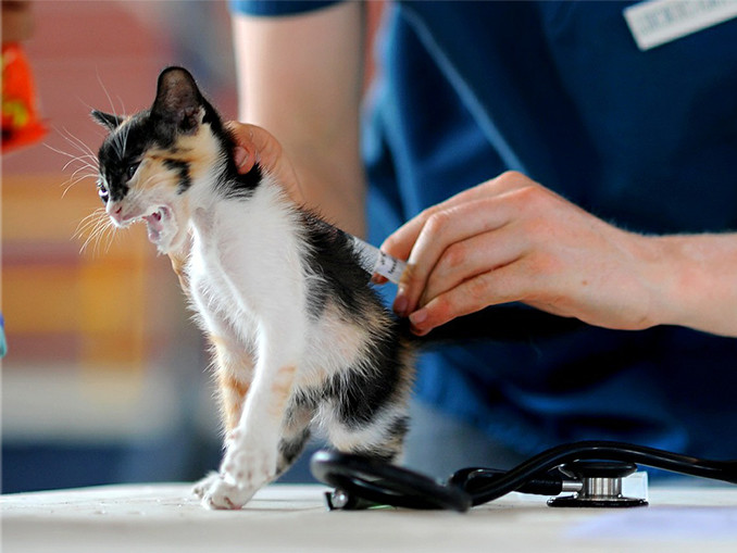 Kitten