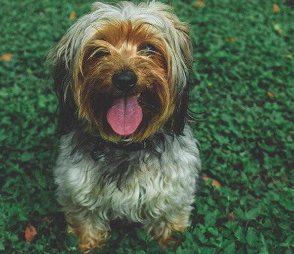 Dog